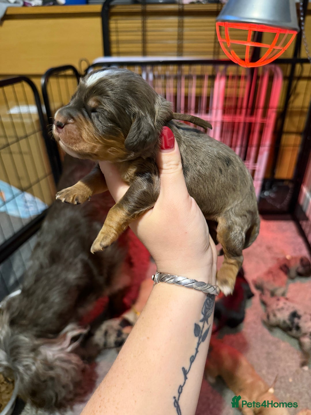 Cocker Spaniel dogs for sale: Cocker spaniel pups - Advert 6