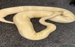 Python Snake reptiles for sale: X3 female ball pythons  - Image 2