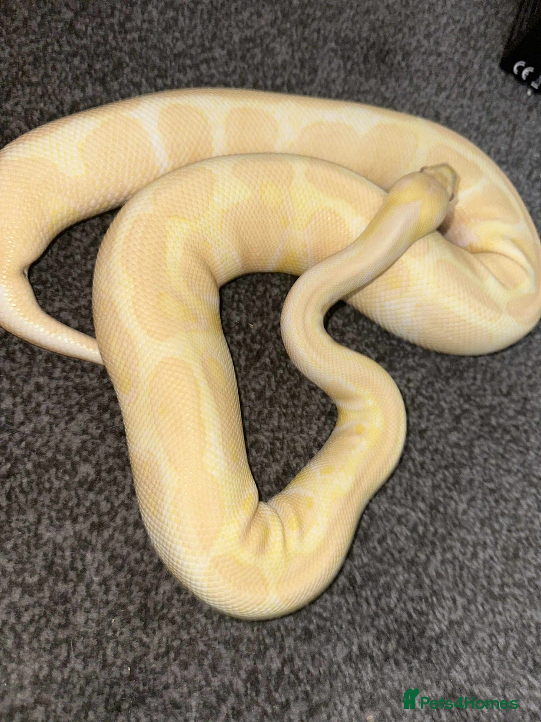 Python Snake reptiles for sale: X3 female ball pythons  - Image 2