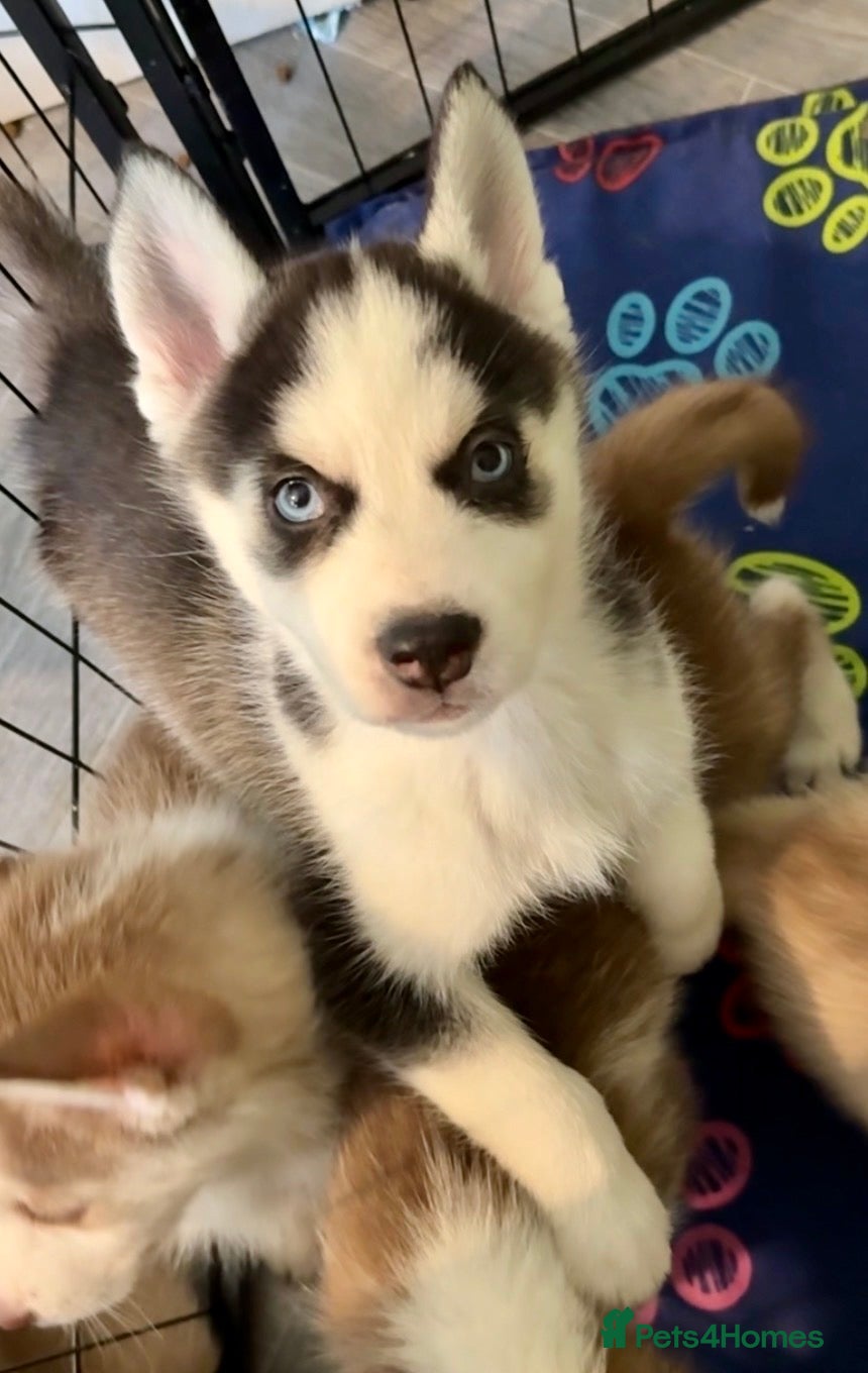 Siberian Husky dogs Epic Blue Eyed Husky Puppies – Imported Parents - Advert 1