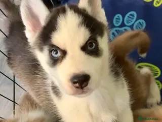 Siberian Husky dogs Epic Blue Eyed Husky Puppies – Imported Parents - Advert 5