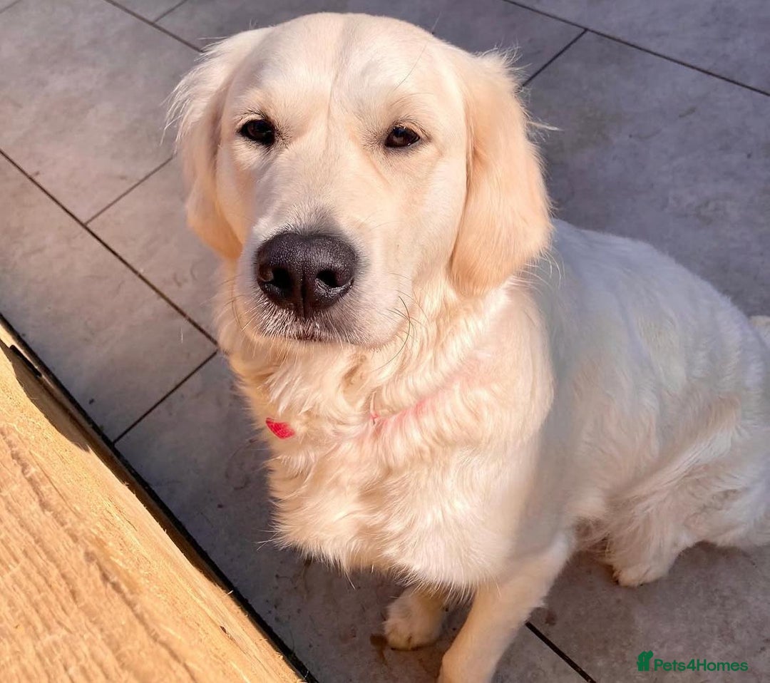 Golden Retriever dogs for sale: Beautiful KC registered golden retrievers - Image 5