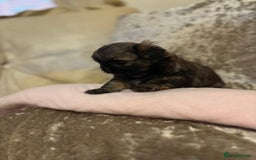 Shih Tzu dogs for sale: Shih Tzu puppies - Image 5