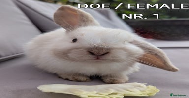 Mini Lop rabbits - Advert 6