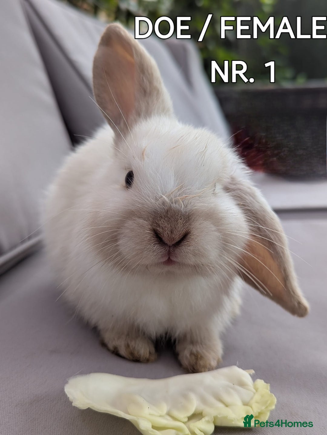 Mini Lop rabbits for sale: CUTE MINI-LOPS - Image 2
