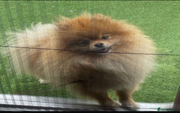 Pomeranian dogs for sale: Boy Pomeranian !! - Image 4