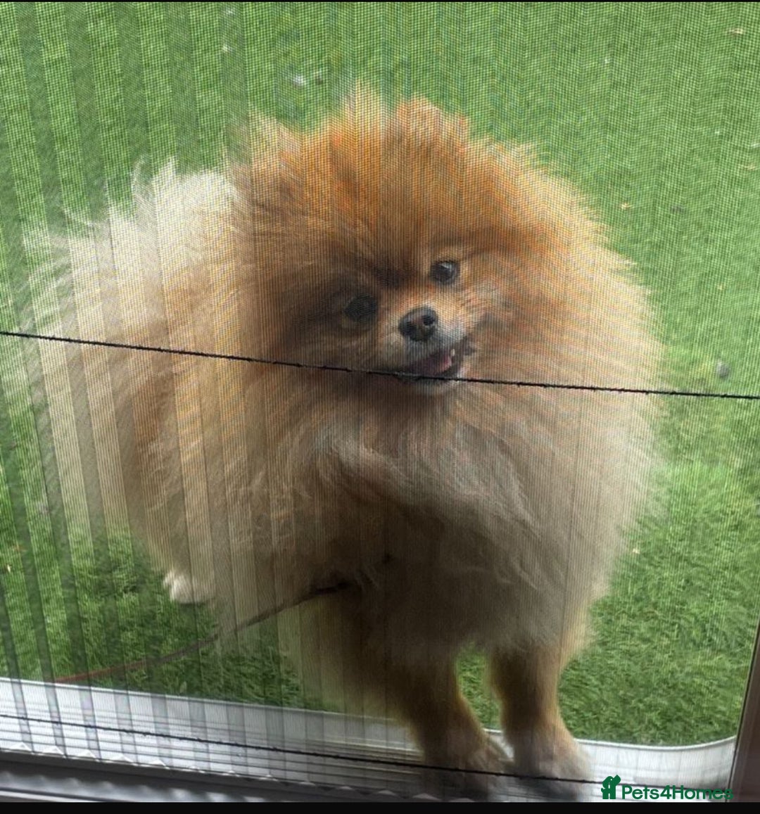 Pomeranian dogs for sale: Boy Pomeranian !! - Image 4