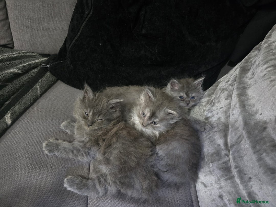 Persian cats for sale: 3 stunning Persian kittens ready now.  - Advert 38