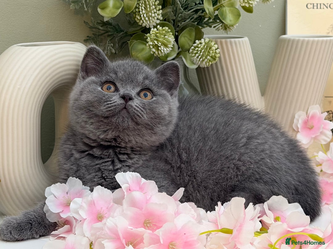 British Shorthair cats for sale: Gorgeous British Kittens - Advert 24