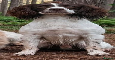 English Springer Spaniel dogs Outstanding Working Springer Spaniel Puppies  - Advert 6