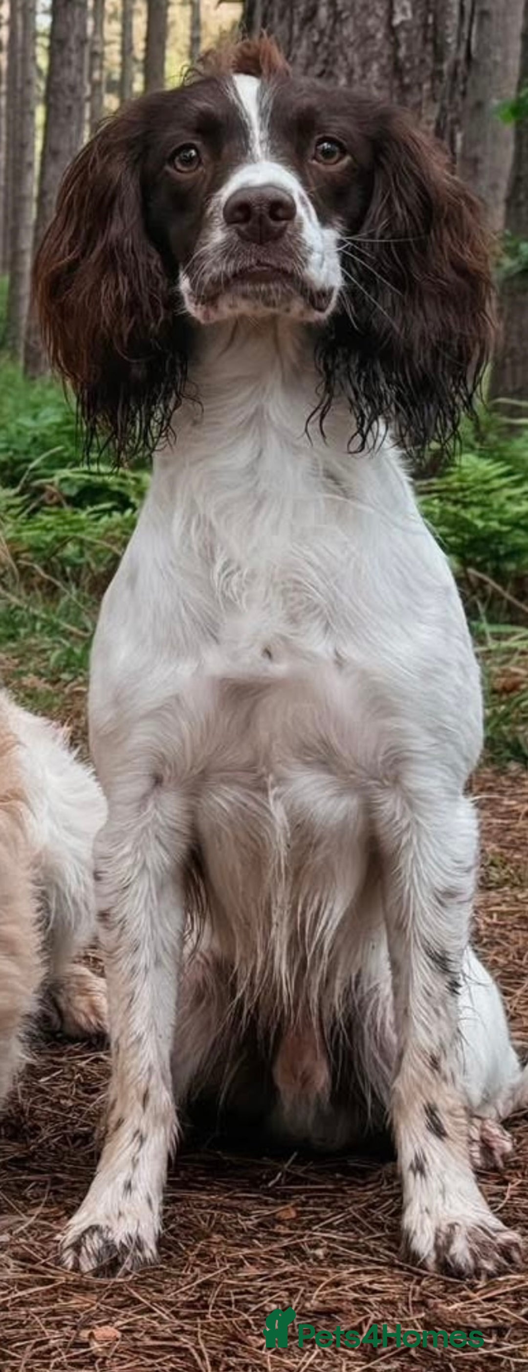 English Springer Spaniel dogs for sale: Outstanding Working Springer Spaniel Puppies  - Image 2