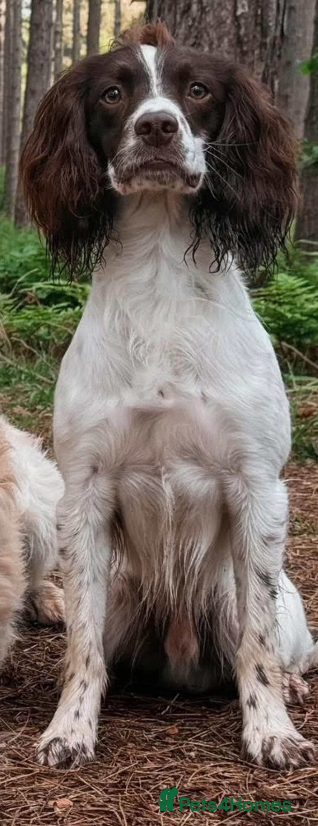 English Springer Spaniel dogs for sale: Outstanding Working Springer Spaniel Puppies  - Advert 2