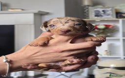Miniature Dachshund dogs for sale: Miniature dachshunds  - Image 3