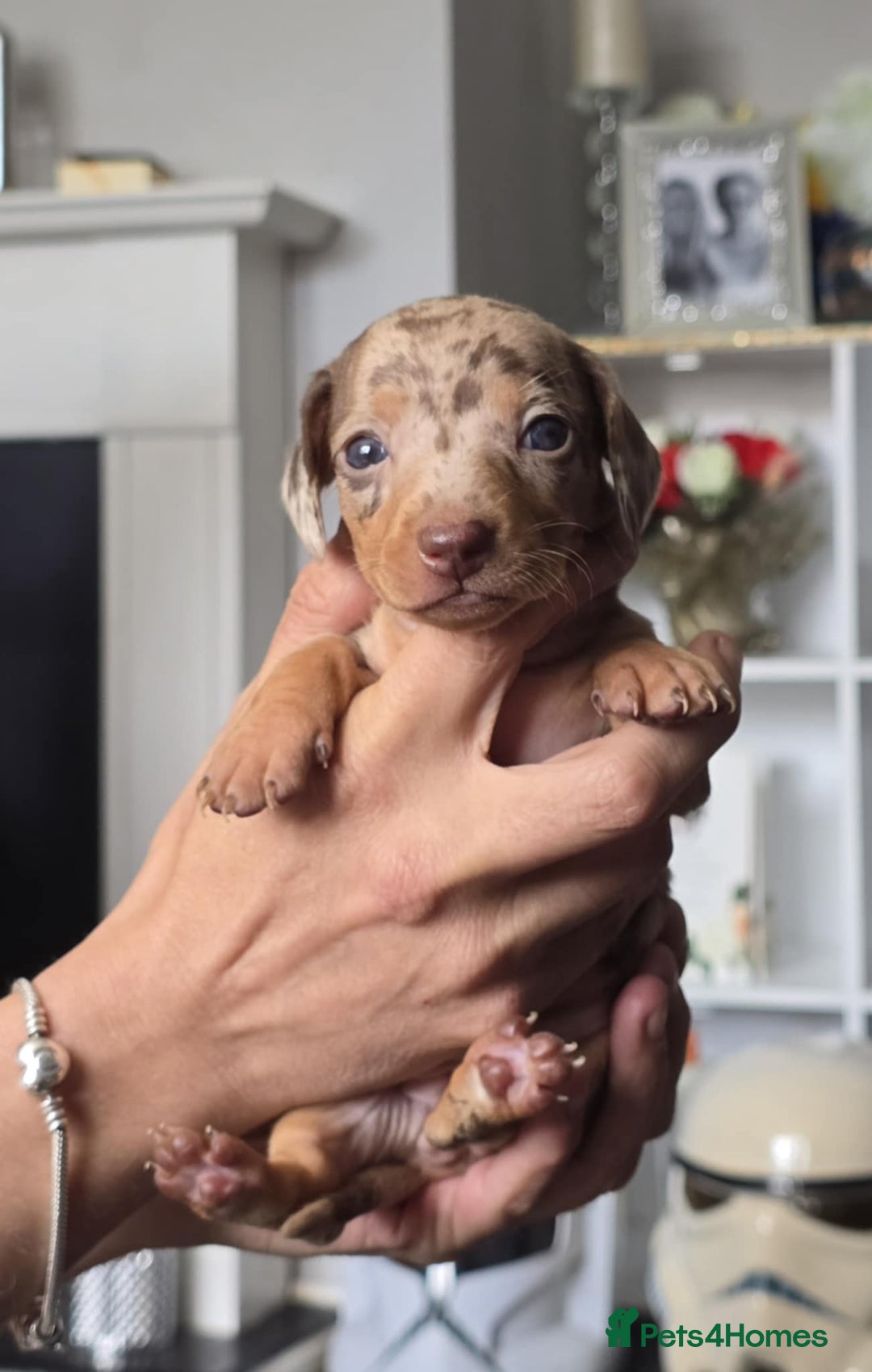 Miniature Dachshund dogs for sale: Miniature dachshunds  - Image 3