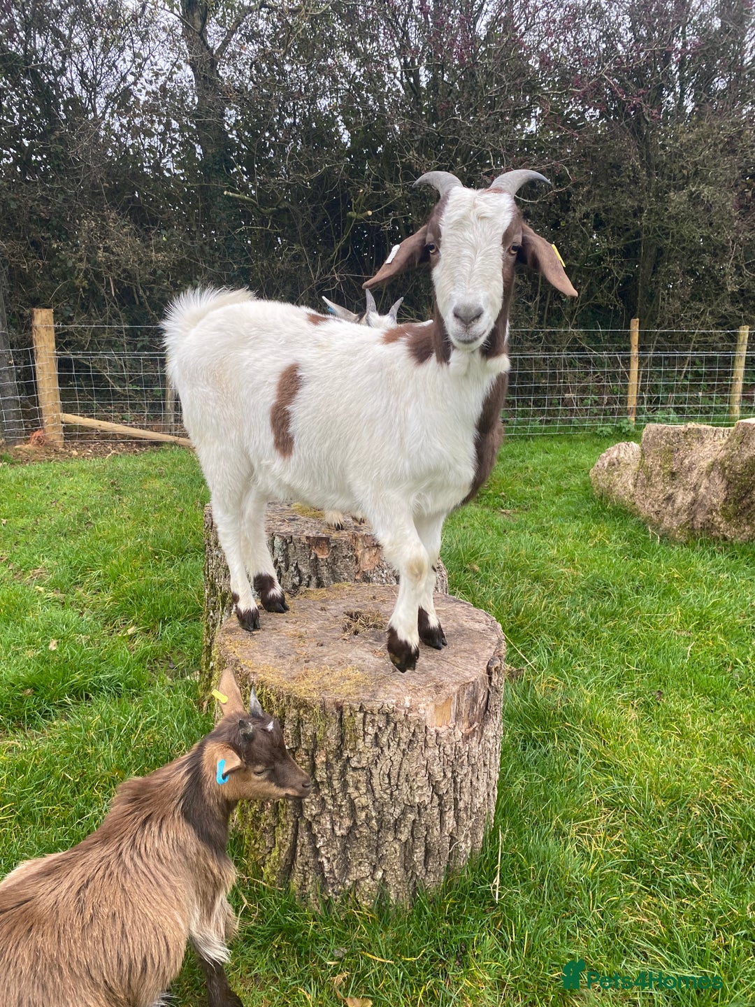 Goats livestock for sale: FEMALE BOER GOAT LOOKING FOR A GOOD HOME - Advert 6