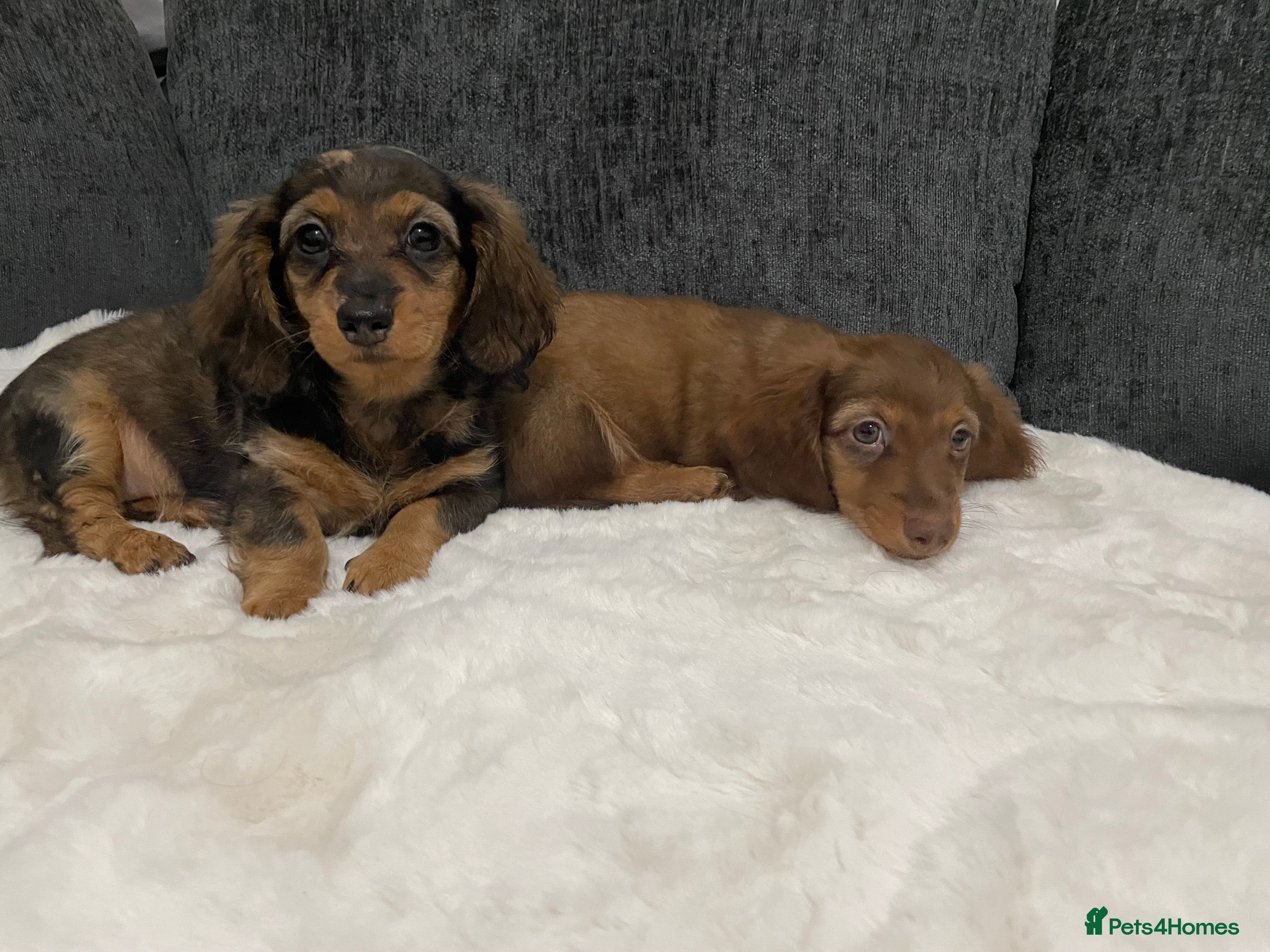Miniature Dachshund dogs Champion Longhaired Miniature Dachshund Puppies - Advert 2