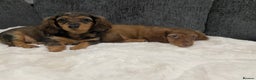 Miniature Dachshund dogs for sale: Champion Longhaired Miniature Dachshund Puppies - Advert 1