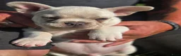 French Bulldog dogs for sale: French Bulldog puppies  - Advert 8