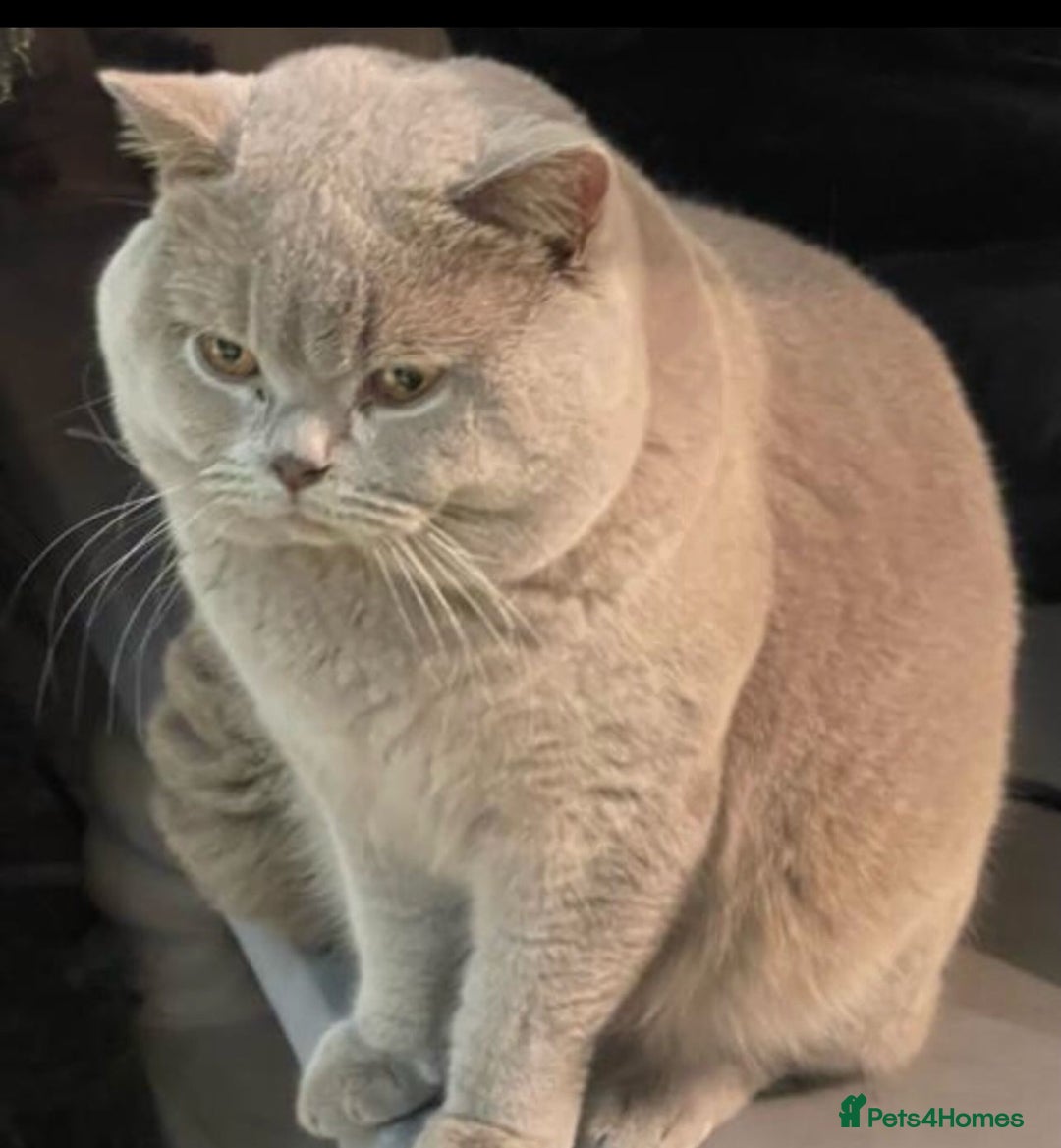 British Shorthair cats for sale: Pedigree British shorthair male - Image 9