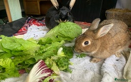 Rex rabbits for sale: Spayed and neutered Rex Rabbits  - Image 1