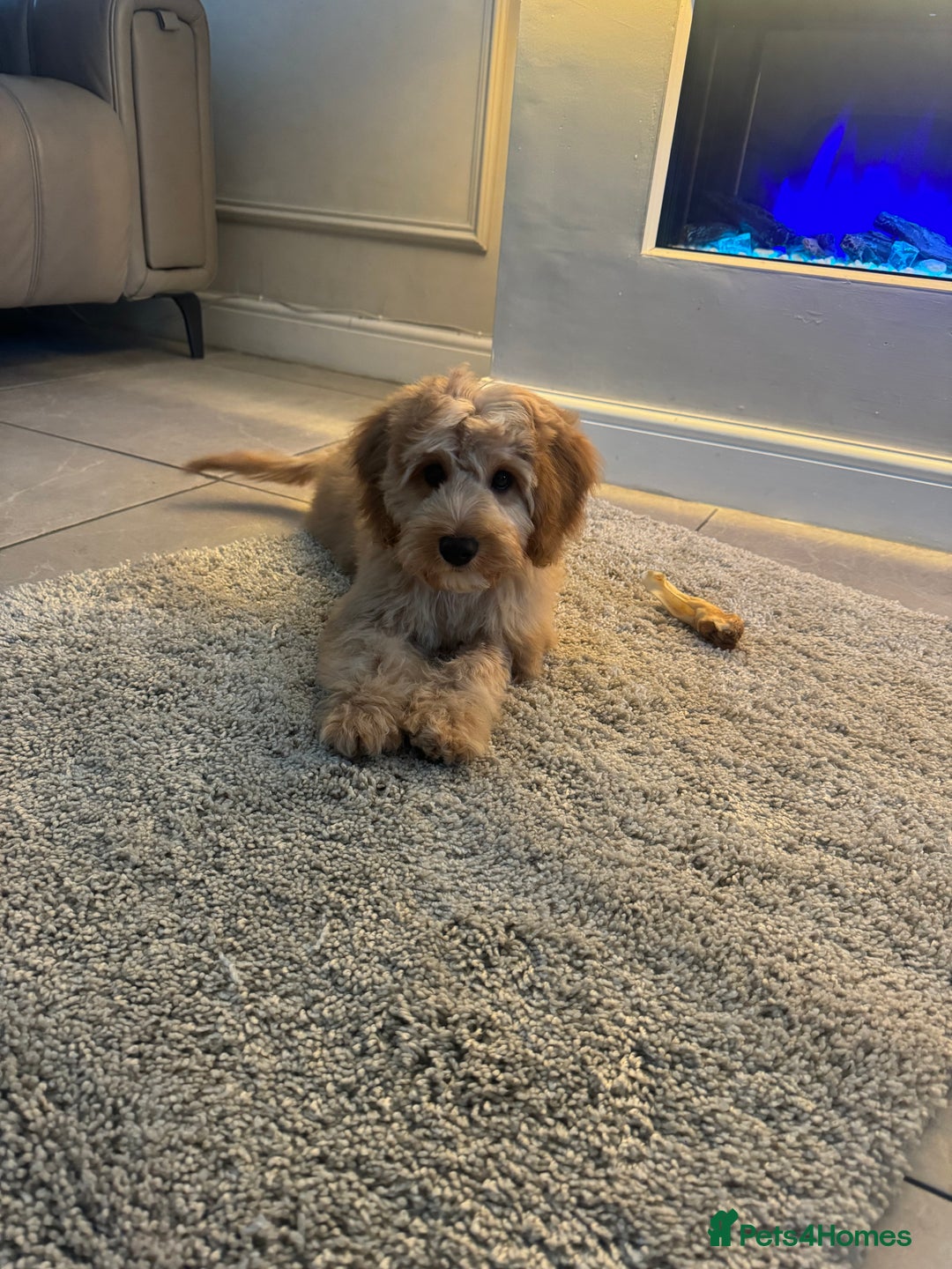 Cockapoo dogs for sale: Male cockapoo  - Advert 2