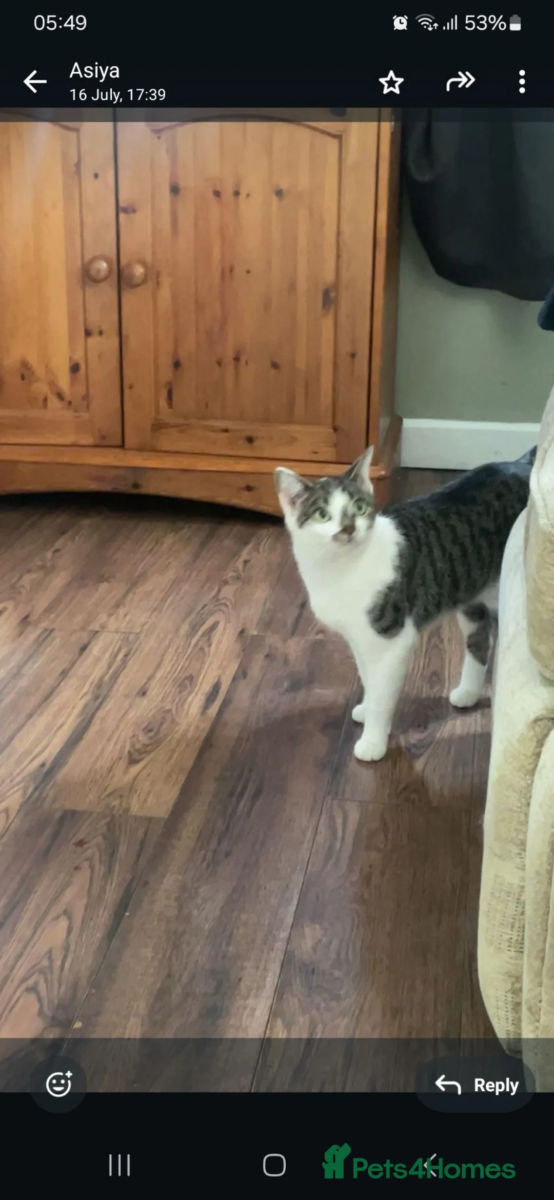 Mixed Breed cats for sale: 5 Beautiful Kittens looking for their forever home - Advert 1