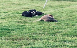 Mixed Breed dogs for sale: Puppies for sale - Image 4