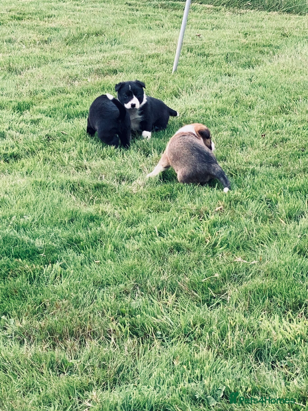 Mixed Breed dogs for sale: Puppies for sale - Image 4