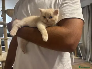 British Shorthair cats 🏆genuine Cream BSH kittens🏆 - Advert 1