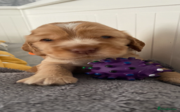 Cocker Spaniel dogs for sale: Show cocker spaniel puppies viewings this weekend! - Image 9