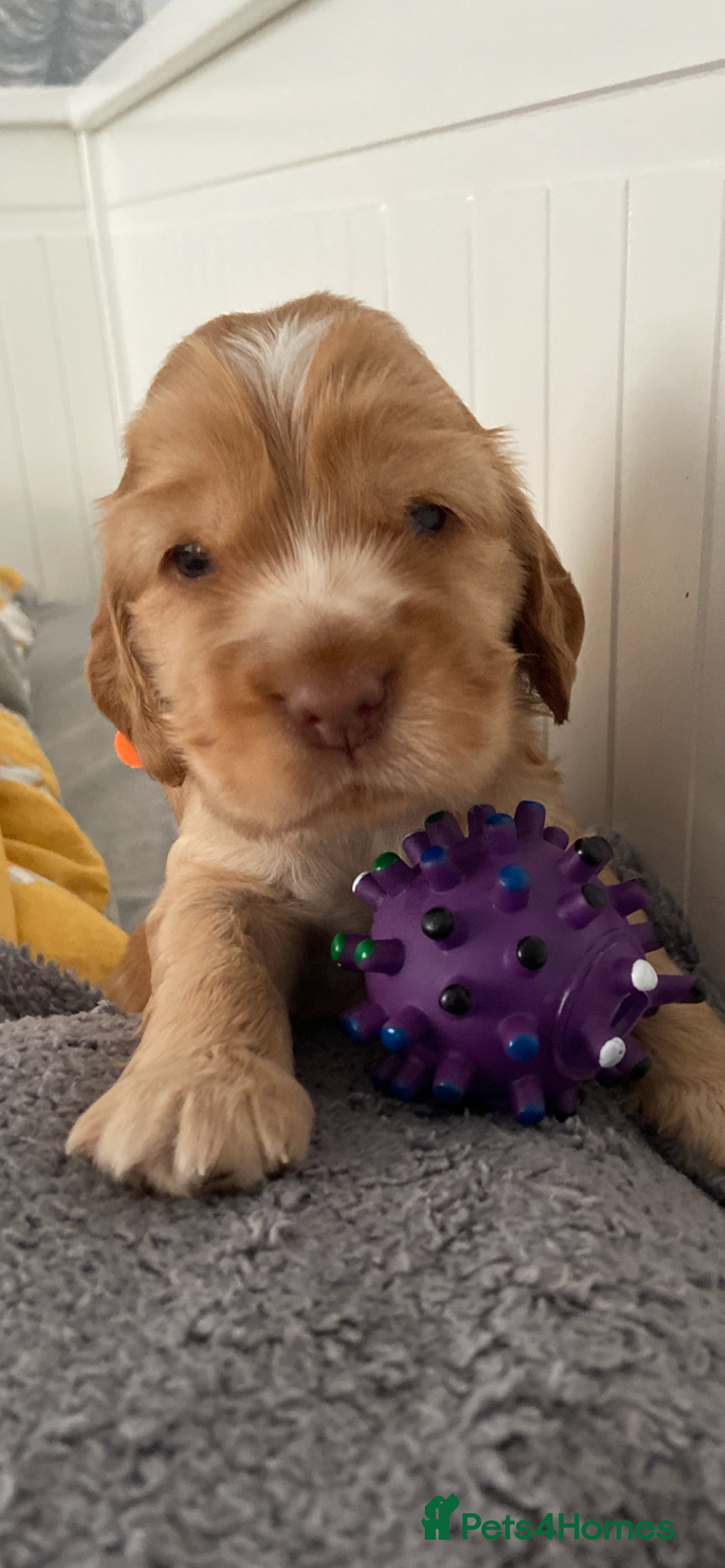 Cocker Spaniel dogs for sale: Show cocker spaniel puppies viewings this weekend! - Image 9