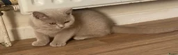 British Shorthair cats for sale: Championship line GCCF British Shorthair Kittens - Advert 17