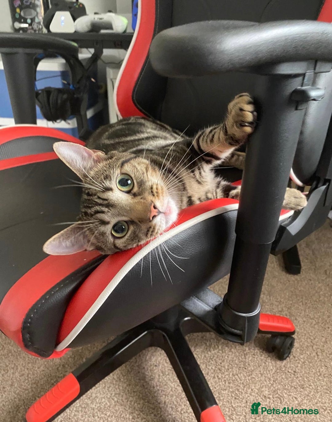 Mixed Breed cats for sale: Milo  - Advert 5