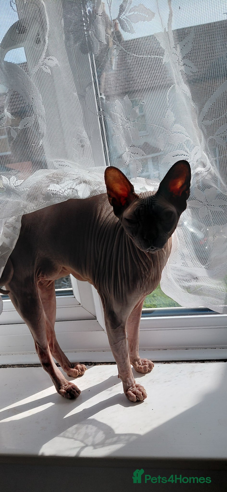 Sphynx cats 5 year male Spyhnx for loving home - Advert 5