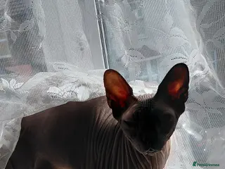 Sphynx cats 5 year male Spyhnx for loving home - Advert 10