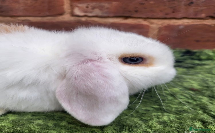 Mini Lop rabbits Friendly baby mini lop girls ready now - Advert 10