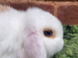 Mini Lop rabbits Friendly baby mini lop girls ready now - Advert 10