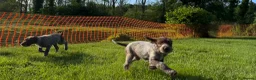 Mixed Breed dogs for sale: German pudlepointer x German wirehair pointer  in Norwich - Advert 5
