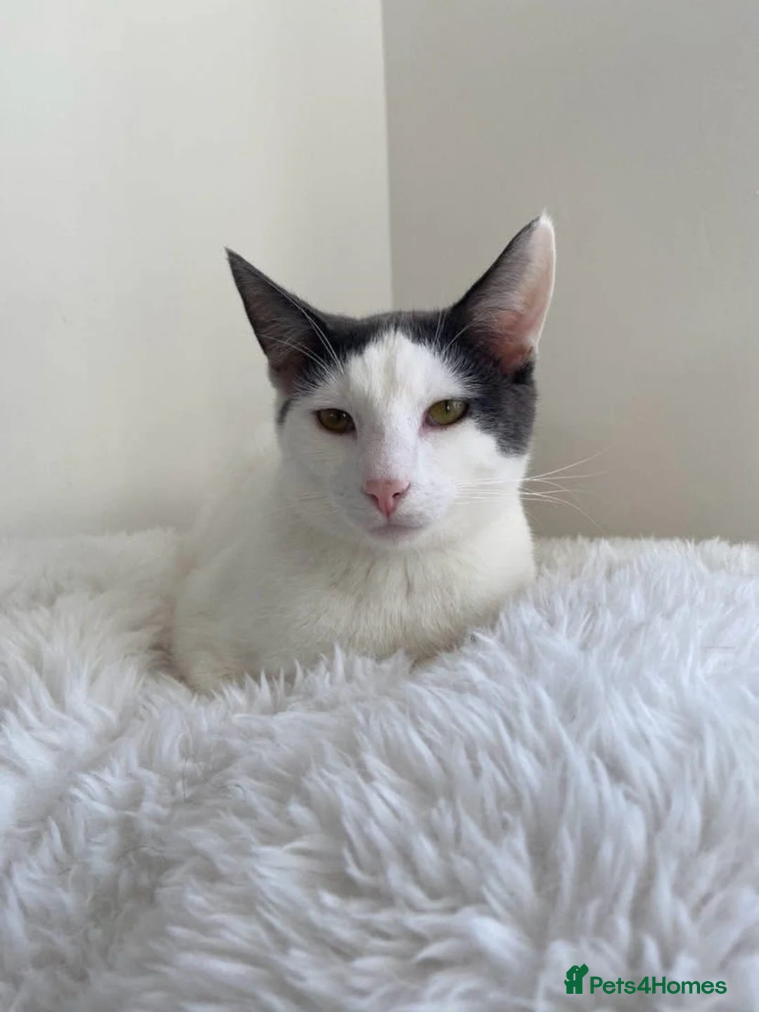 Mixed Breed cats for sale: REHOMING: 2 Grey/White Cats, Siblings - Advert 12