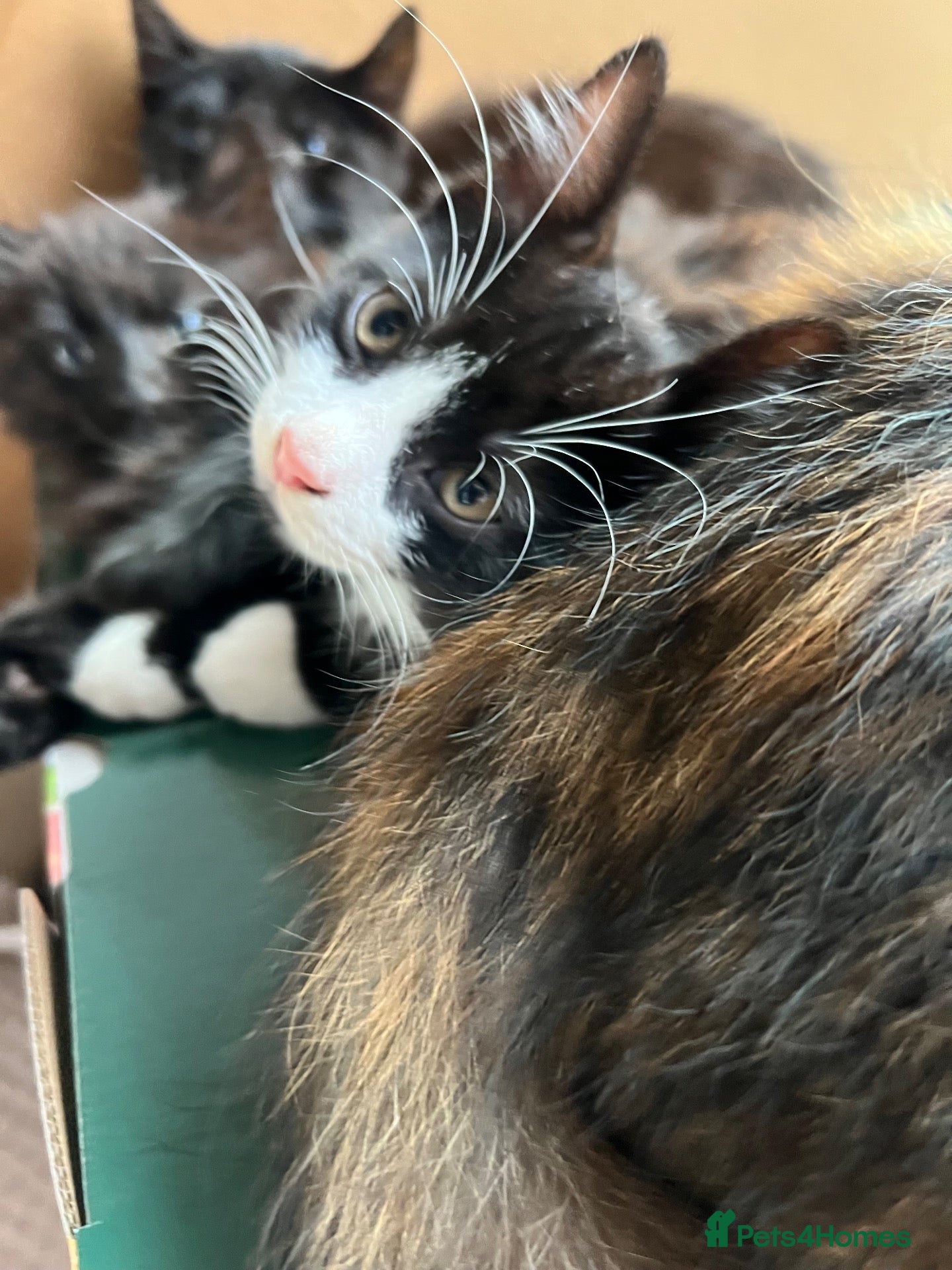 Mixed Breed cats 🐾 Lovely Kittens Looking for a Loving Home 🐾 - Advert 2