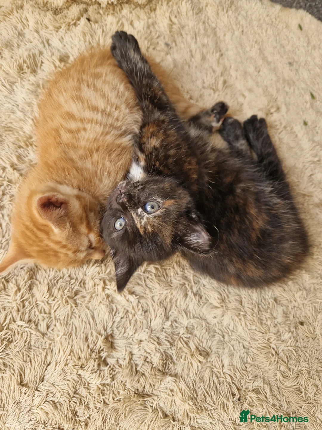 Mixed Breed cats for sale: Two kittens - Advert 1