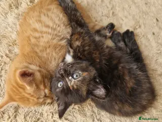 Mixed Breed cats Two kittens - Advert 3