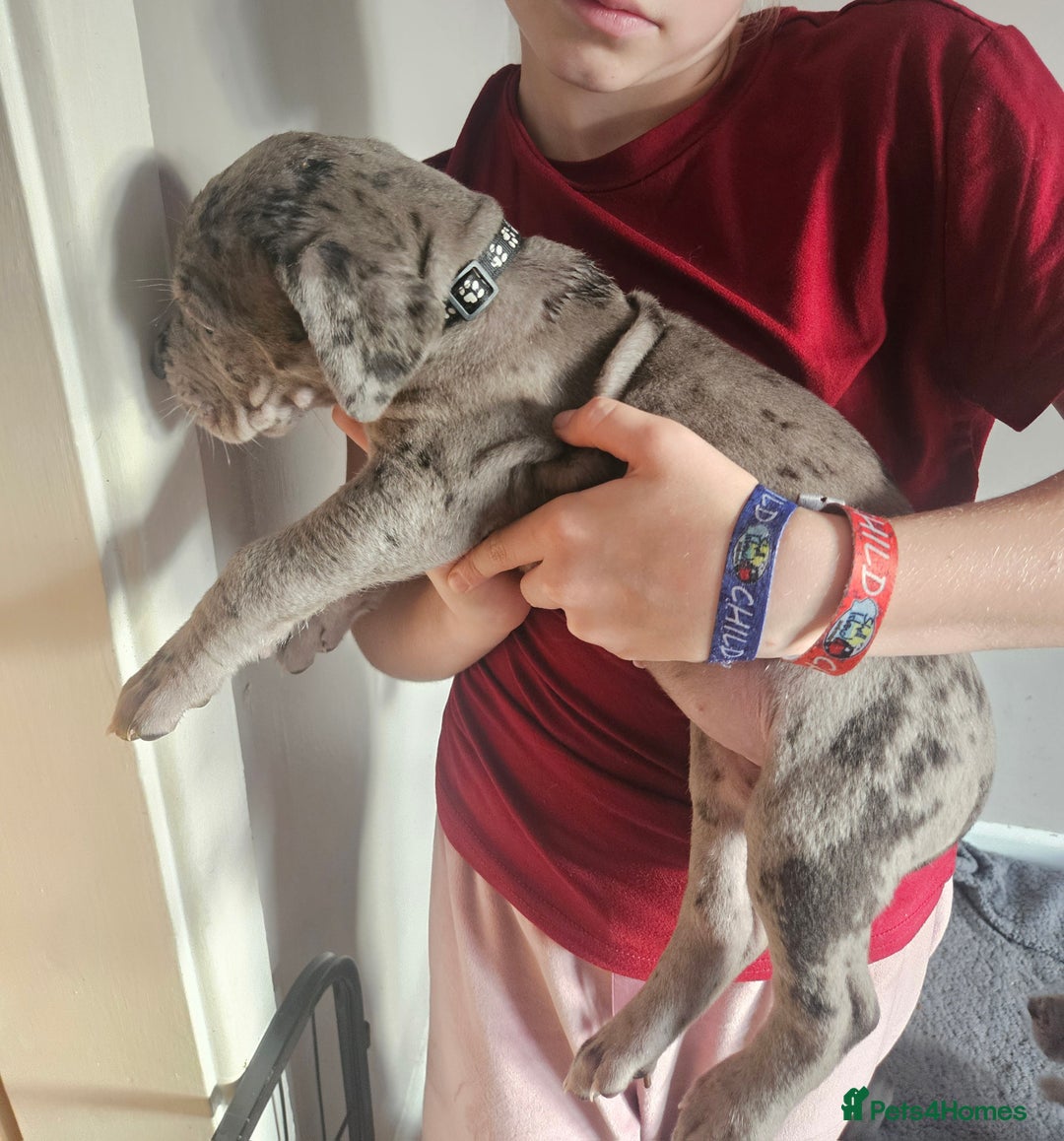 Great Dane dogs for sale: Great dane puppies  - Image 30