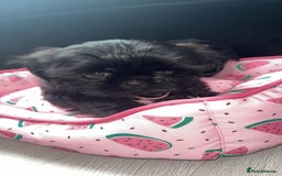 Shih Tzu dogs for sale: Baby girl for sale  - Image 1