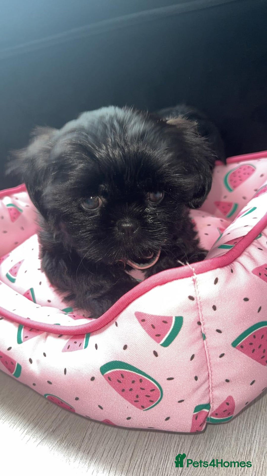 Shih Tzu dogs for sale: Baby girl for sale  - Image 1