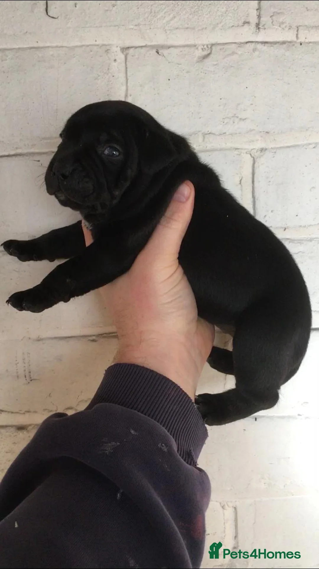 Staffordshire Bull Terrier dogs for stud: PROVEN STUD. ADONIS JUNIOR NOBLESTAFF!!! in Stoke-on-Trent - Advert 13