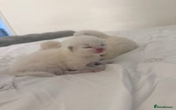 Ragdoll cats for sale: Blue Point Ragdoll Kittens!  - Advert 2