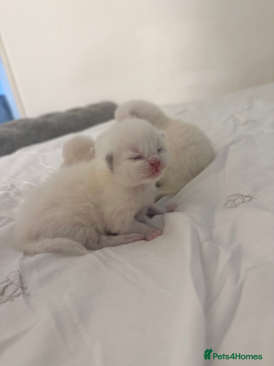 Ragdoll cats for sale: Blue Point Ragdoll Kittens!  - Advert 2