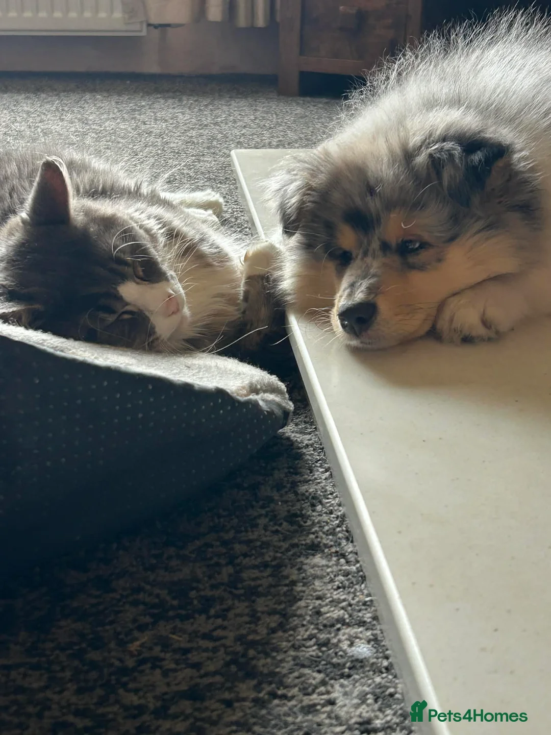 Maine Coon cats for sale: Stunning boy - Advert 4