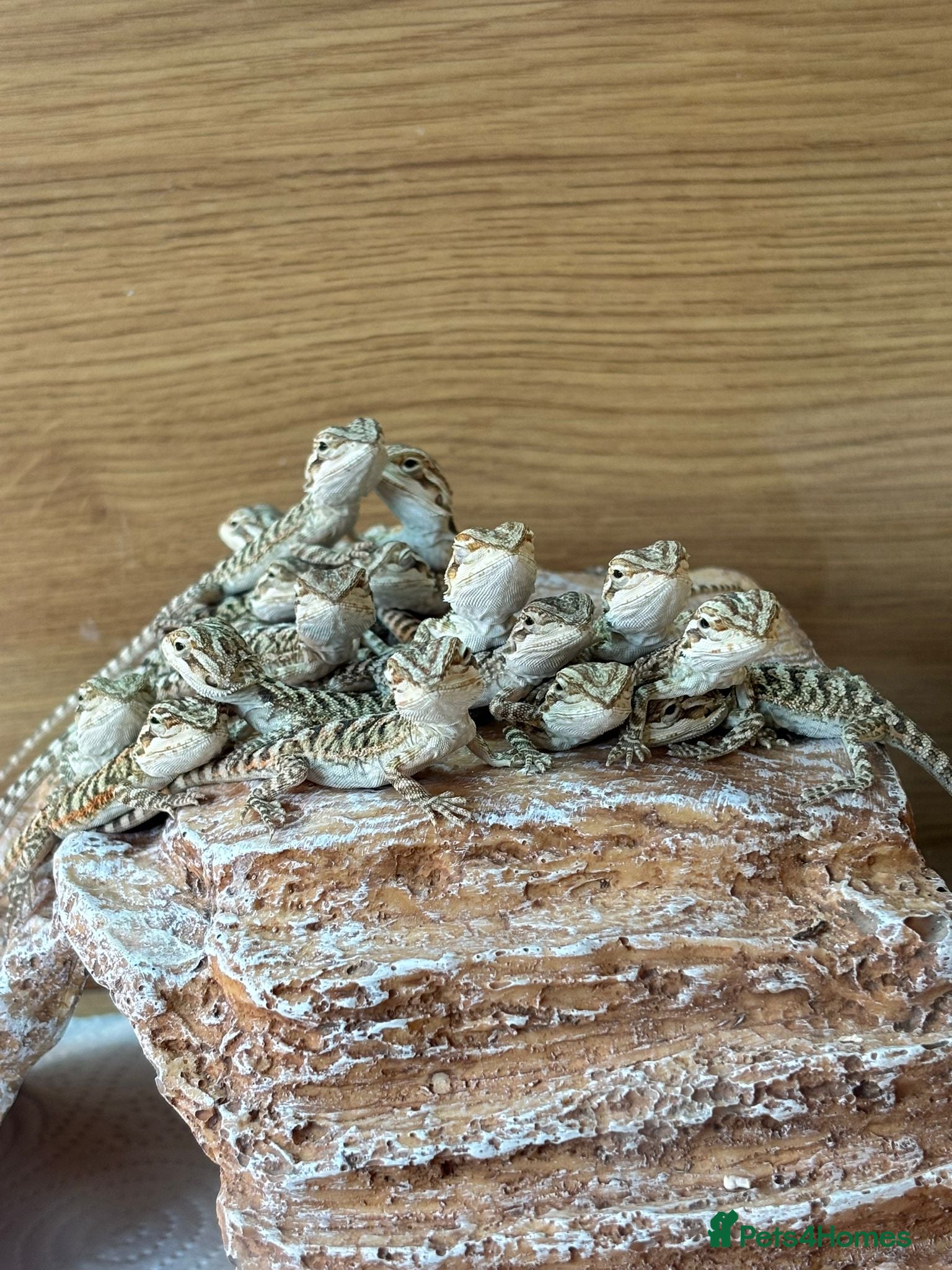 Bearded Dragon reptiles Baby Bearded Dragons - Advert 5